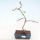 Venkovní bonsai - Chaenomeles spec. Rubra - Kdoulovec VB2020-187 - 1/3