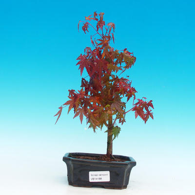 Venkovní bonsai - Javor dlanitolistý VB14188