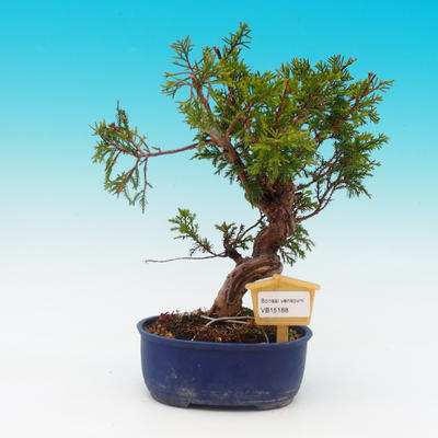 Venkovní bonsai - Jalovec čínský - Juniperus chinensis - 1