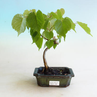 Venkovní bonsai - Lípa srdčitá - Tilia cordata