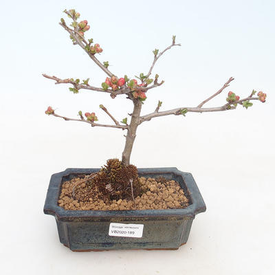 Venkovní bonsai - Chaenomeles spec. Rubra - Kdoulovec VB2020-189 - 1