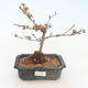 Venkovní bonsai - Chaenomeles spec. Rubra - Kdoulovec VB2020-189 - 1/3