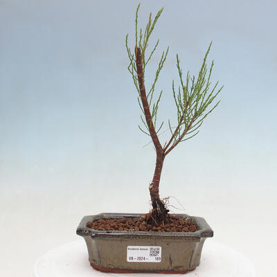 Venkovní bonsai - Tamaryšek - Tamarix - 1