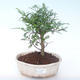 Pokojová bonsai - Zantoxylum piperitum - Pepřovník PB2191900 - 1/4