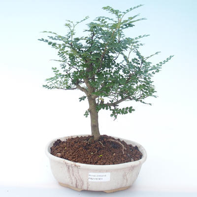Pokojová bonsai - Zantoxylum piperitum - Pepřovník PB2191901 - 1