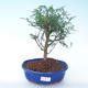 Pokojová bonsai - Zantoxylum piperitum - Pepřovník PB2191902 - 1/4