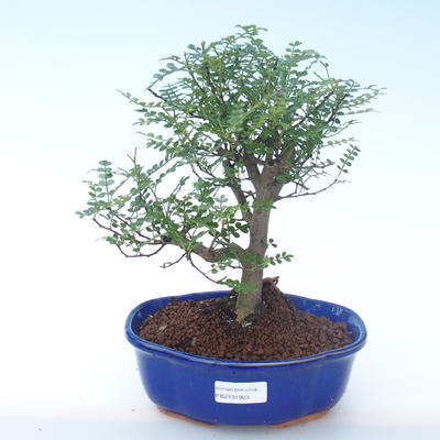 Pokojová bonsai - Zantoxylum piperitum - Pepřovník PB2191903 - 1