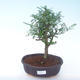 Pokojová bonsai - Zantoxylum piperitum - Pepřovník PB2191904 - 1/4