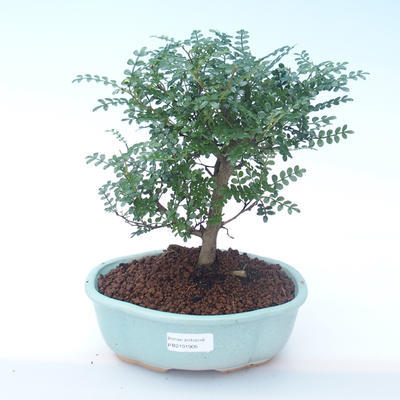 Pokojová bonsai - Zantoxylum piperitum - Pepřovník PB2191905 - 1