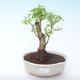 Pokojová bonsai - Duranta erecta Aurea PB2191906 - 1/3