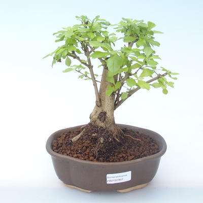Pokojová bonsai - Duranta erecta Aurea PB2191907 - 1