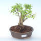 Pokojová bonsai - Duranta erecta Aurea PB2191907 - 1/3