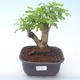 Pokojová bonsai - Duranta erecta Aurea PB2191908 - 1/3