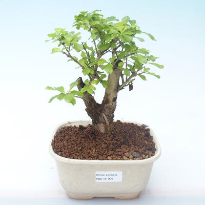 Pokojová bonsai - Duranta erecta Aurea PB2191909 - 1