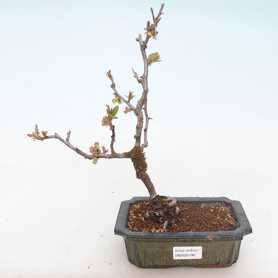 Venkovní bonsai - Chaenomeles spec. Rubra - Kdoulovec VB2020-190 - 1