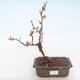 Venkovní bonsai - Chaenomeles spec. Rubra - Kdoulovec VB2020-190 - 1/3