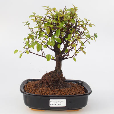 Pokojová bonsai - Sagerécie thea -Sagerécie čajová - 1