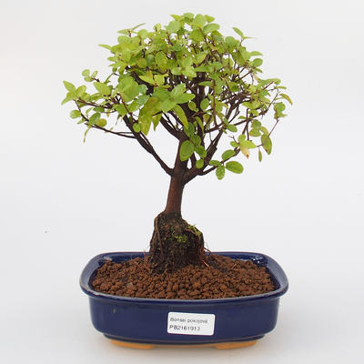 Pokojová bonsai - Sagerécie thea -Sagerécie čajová - 1