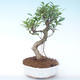 Pokojová bonsai - Ficus retusa -  malolistý fíkus PB2191915 - 1/2