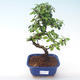 Pokojová bonsai - Carmona macrophylla - Čaj fuki PB2191917 - 1/5