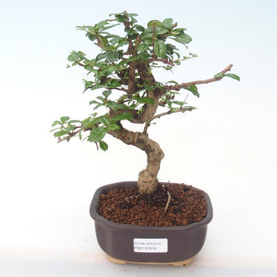 Pokojová bonsai - Carmona macrophylla - Čaj fuki PB2191919 - 1