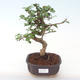 Pokojová bonsai - Carmona macrophylla - Čaj fuki PB2191919 - 1/5