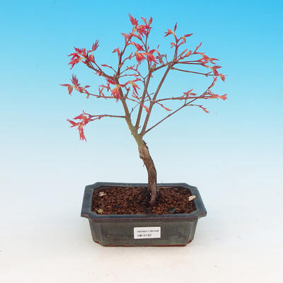 Venkovní bonsai - Javor dlanitolistý