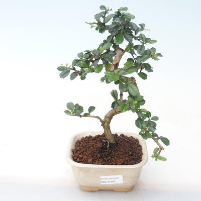 Pokojová bonsai - Carmona macrophylla - Čaj fuki PB2191920 - 1