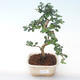 Pokojová bonsai - Carmona macrophylla - Čaj fuki PB2191920 - 1/5