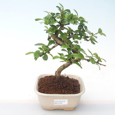 Pokojová bonsai - Carmona macrophylla - Čaj fuki PB2191921 - 1