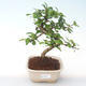Pokojová bonsai - Carmona macrophylla - Čaj fuki PB2191921 - 1/5