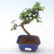 Pokojová bonsai - Carmona macrophylla - Čaj fuki PB2191922 - 1/5
