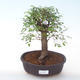 Pokojová bonsai - Ulmus parvifolia - Malolistý jilm PB2191926 - 1/3