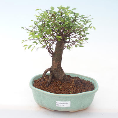 Pokojová bonsai - Ulmus parvifolia - Malolistý jilm PB2191927 - 1