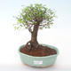 Pokojová bonsai - Ulmus parvifolia - Malolistý jilm PB2191927 - 1/3