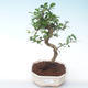 Pokojová bonsai - Carmona macrophylla - Čaj fuki PB2191931 - 1/5
