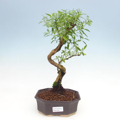 Pokojová bonsai - Serissa foetida  - Strom tisíce hvězd