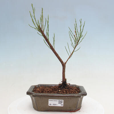 Venkovní bonsai - Tamaryšek - Tamarix - 1