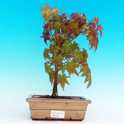 Venkovní bonsai - Javor dlanitolistý VB14195