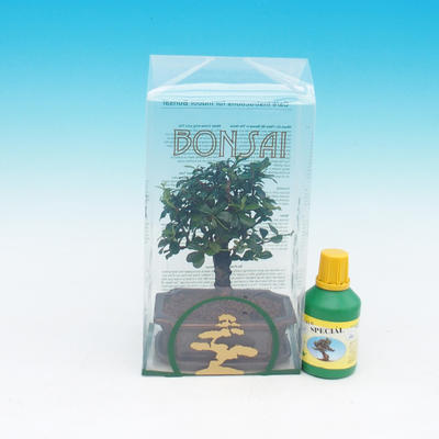 Pokojová bonsai v dárkové krabičce, Carmona macrophylla - Čaj fuki
