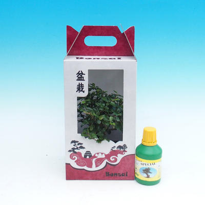 Pokojová bonsai v dárkové krabičce, Carmona macrophylla - Čaj fuki - 1