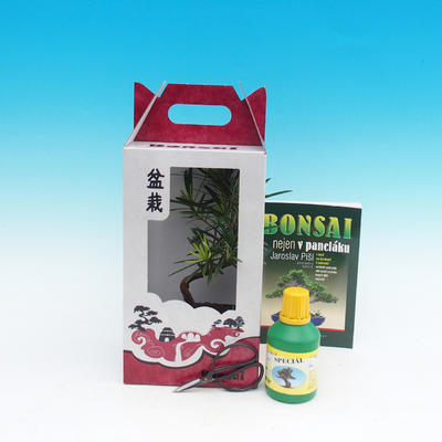 Pokojová bonsai v dárkové krabičce, Podocarpus - Kamenný tis - 1