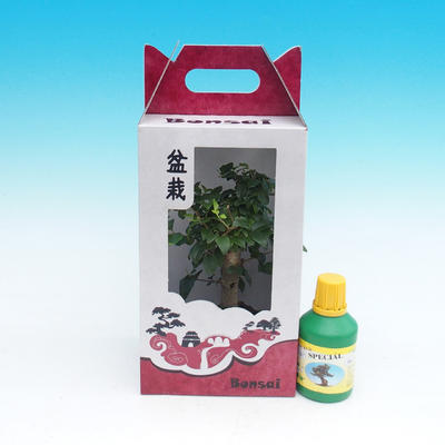 Pokojová bonsai v dárkové krabičce, Ligustrum chinensiss - Stále zelený ptačí zob - 1