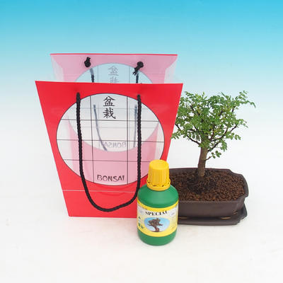 Pokojová bonsai v dárkové tašce, Zantoxylum piperitum - pepřovník