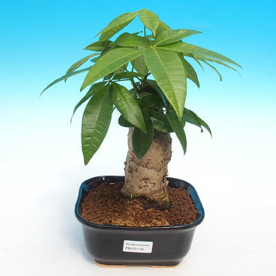 Pokojová bonsai - Pachira vodní
