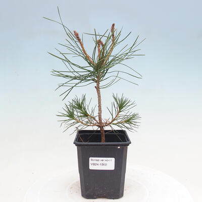 Venkovní bonsai - Pinus densiflora - borovice červená