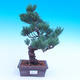 Venkovní bonsai -Borovice  drobnokvětá - Pinus parviflora glauca - 1/3