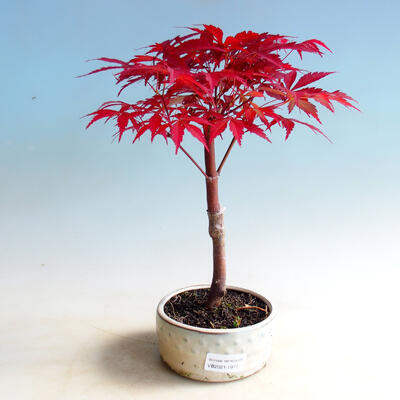 Venkovní bonsai - Acer palm. Atropurpureum-Javor dlanitolistý červený - 1