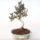 Pokojová bonsai - Olea europaea sylvestris -Oliva evropská drobnolistá PB2191984 - 1/5