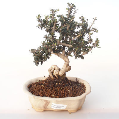 Pokojová bonsai - Olea europaea sylvestris -Oliva evropská drobnolistá PB2191985 - 1